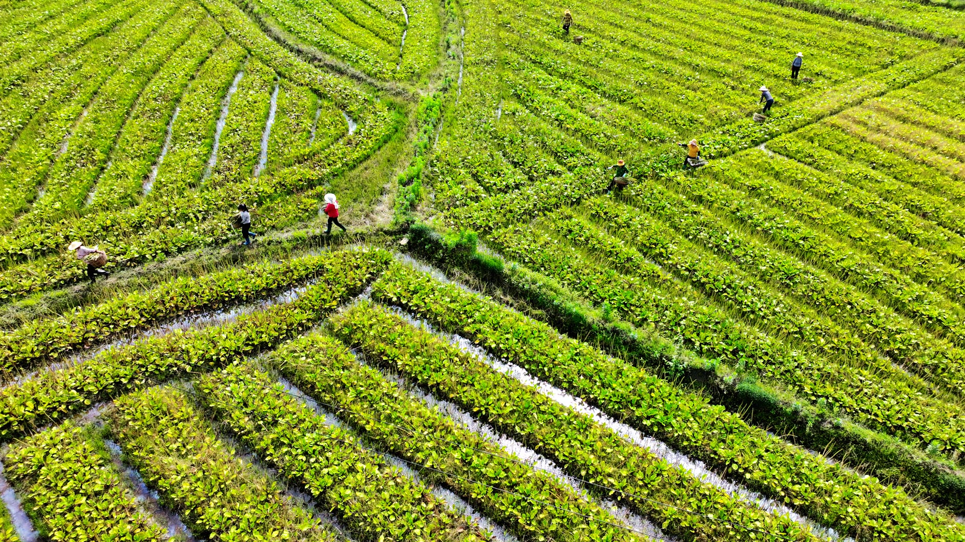Harvesting