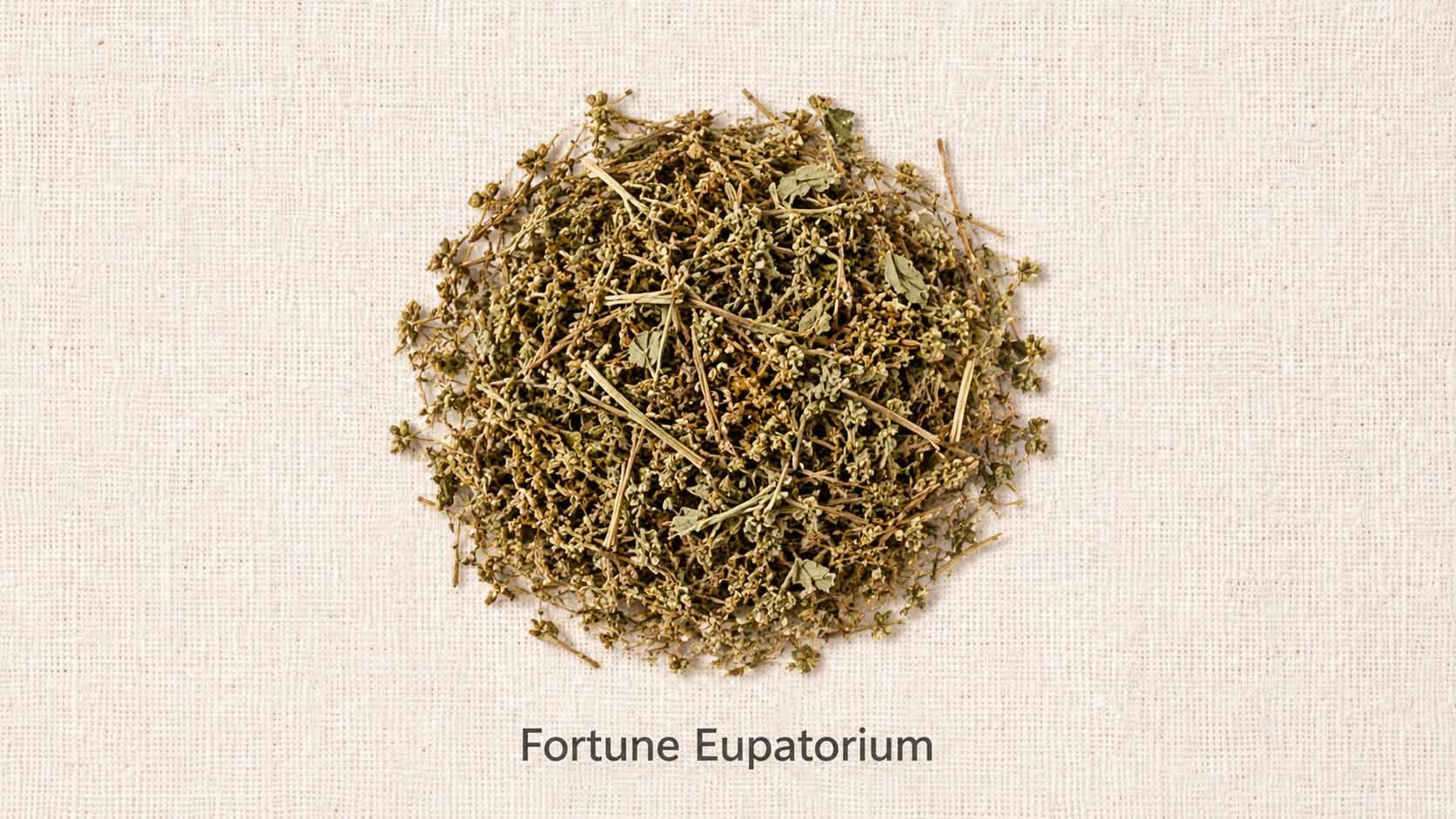 Fortune Eupatorium