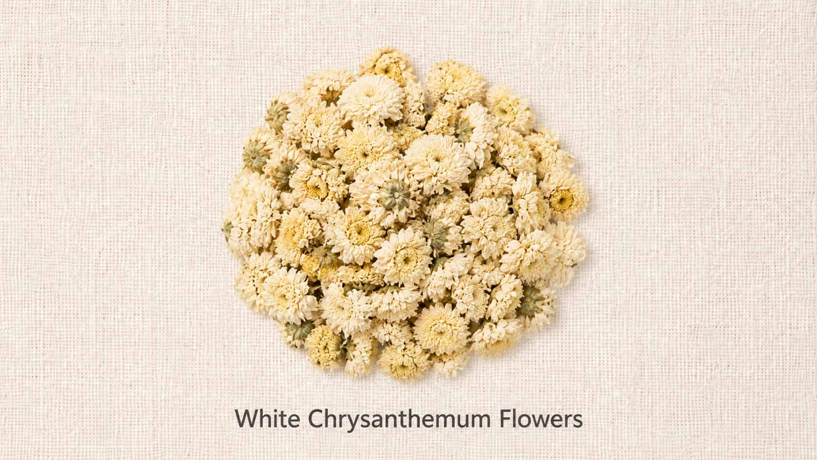 White Chrysanthemum Flowers